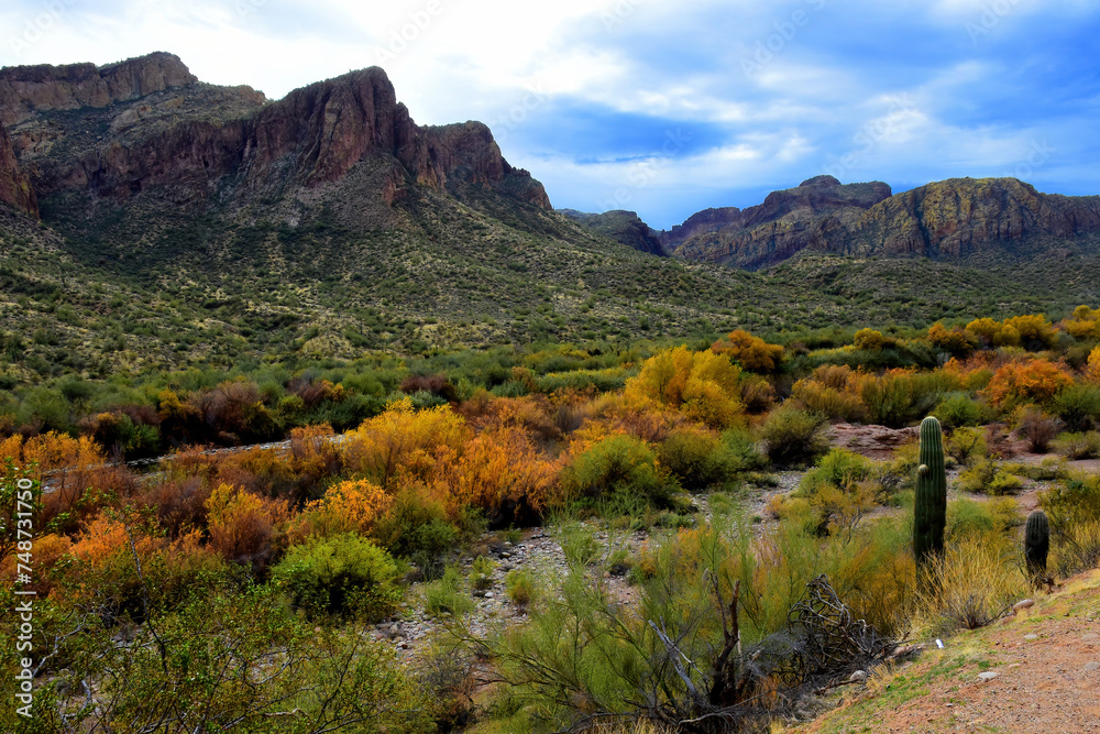 Fototapeta premium Salt River Recreation Area Arizona