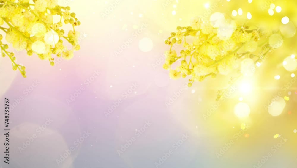 Fresh french mimosa flowers, symbol of 8 march, international womens day Fresh french mimosa flowers, symbol of 8 march, international womens day