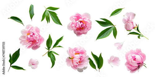 Top view set of pink peony flower with leaf on transparent