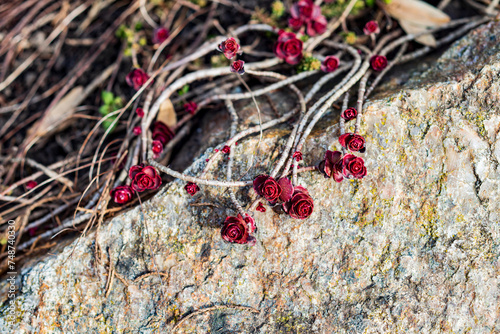 A beautiful burgundy-red rose-shaped leaves Sedum spurium on a rock in close-up photo