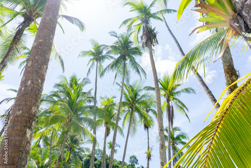 High palm trees in the sun. High quality photo