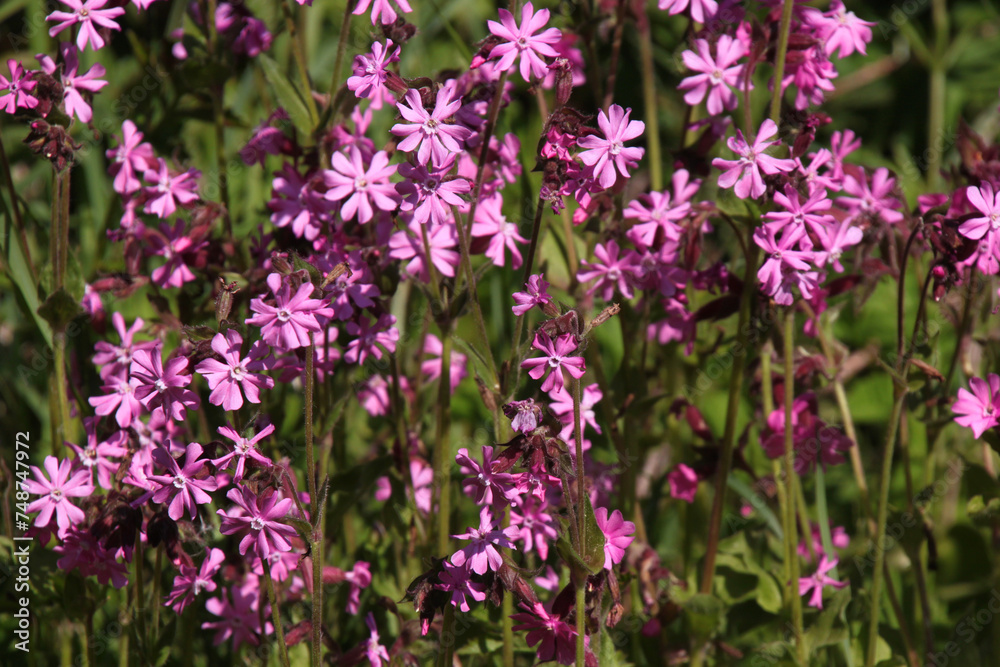 Texture of red campion plants ( silene dioica ) in bloom with pink blossoms