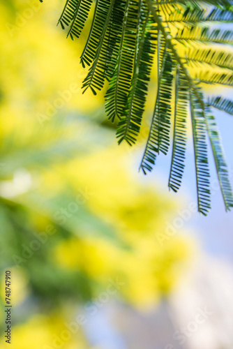 mimosa flowers