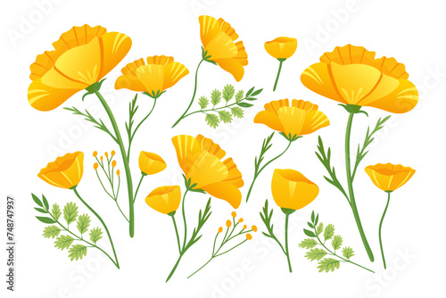 Fototapeta Naklejka Na Ścianę i Meble -  Yellow flowers of Echscholtzia. California golden poppy. Collection of yellow spring flowers. California poppy. Vector illustration.