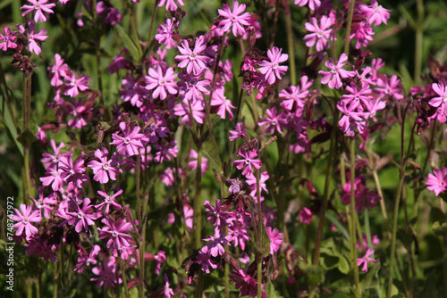 Texture of red campion plants ( silene dioica ) in bloom with pink blossoms photo