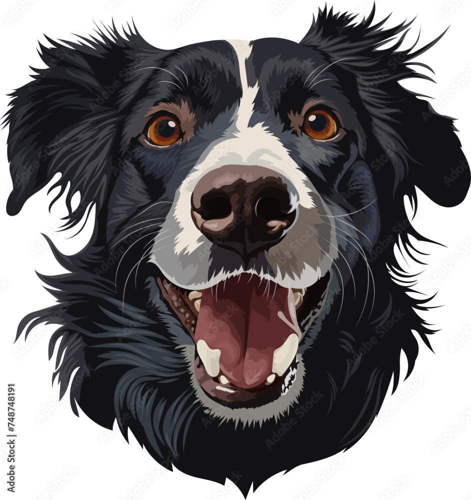 Obraz premium Border Collie, vector pet portrait, cartoon portrait