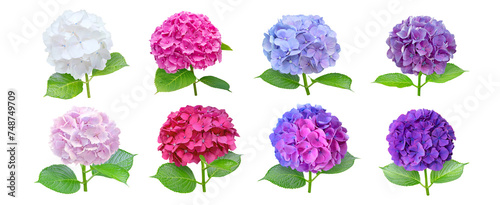 Hydrangea or hortensia eight flowers set isolated transparent png. White, blue, pink, purple and bicolor hortensia flowering plants.
Different colors inflorescences collection. photo