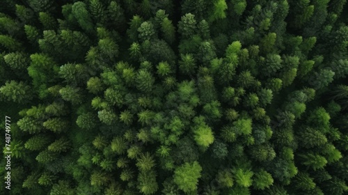 Green Forest drone view. The beauty of wild nature.