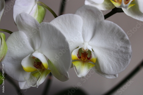 Phalaenopsis aphrodite is a species of orchid found from southeastern Taiwan to the Philippines. White orchid grown in pots. macro shooting.