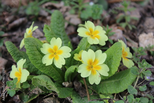 Primula vulgaris, the common primrose, is a species of flowering plant in the family Primulaceae. 