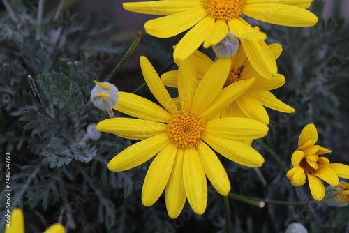 Euryops pectinatus, the grey-leaved euryops, is a species of flowering plant in the family Asteraceae, endemic to rocky, sandstone slopes in the Western Cape of South Africa photo