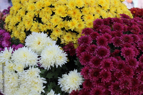 Chrysanthemum morifolium (also known as florist's daisy and hardy garden mum,or in China) is a hybrid species of perennial plant from family Asteraceae. photo