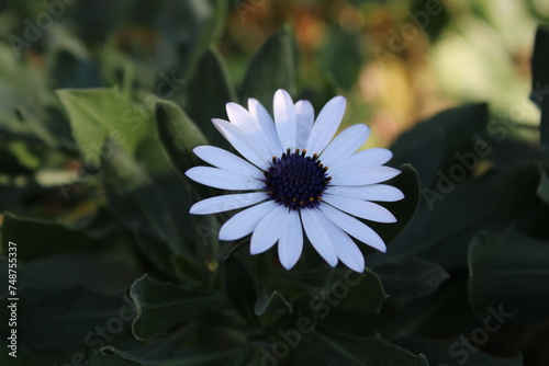 Dimorphotheca eclonis is a plant species grown as an ornamental plant from the daisy family. photo