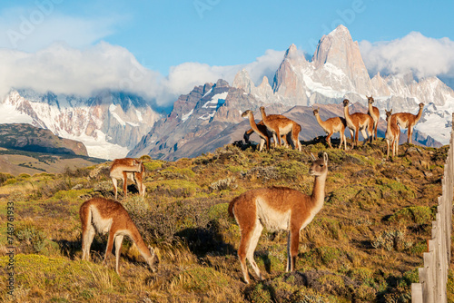 Photos Wild Patagonia of Argentina: wild Guanacos standing in patagonia in front of fit