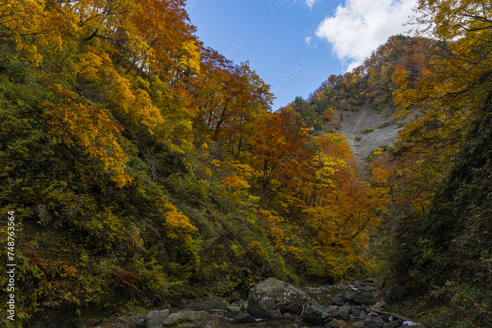 日本　青森県中津軽郡にある世界遺産、白神山地の暗門渓谷ルート沿いの暗門川と紅葉