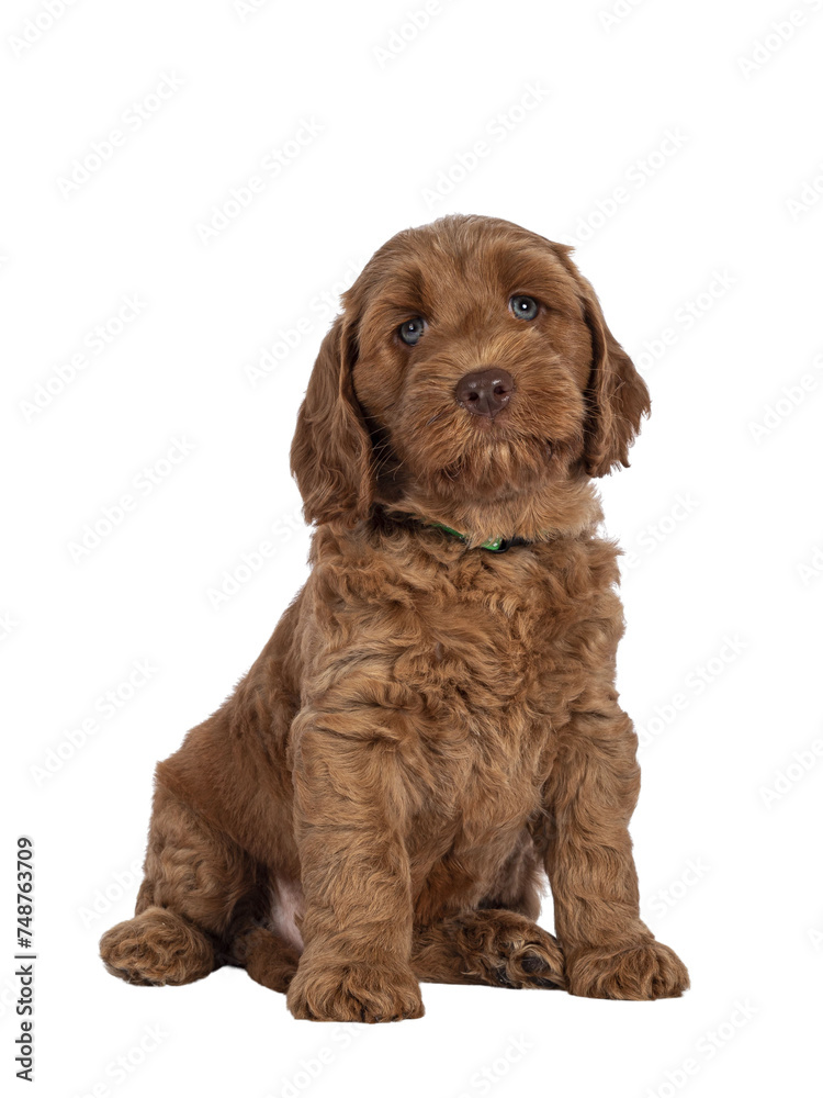 Adorable Cobberdog puppy aka Labradoodle dog, lsiting up facing front. Looking straight towards camera with very rare blue eyes. Isolated cutout on a transparent background.