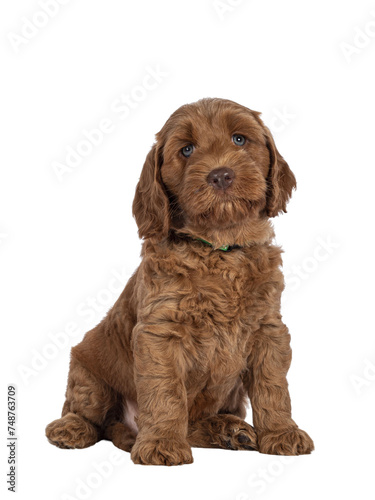 Adorable Cobberdog puppy aka Labradoodle dog, lsiting up facing front. Looking straight towards camera with very rare blue eyes. Isolated cutout on a transparent background. © Nynke