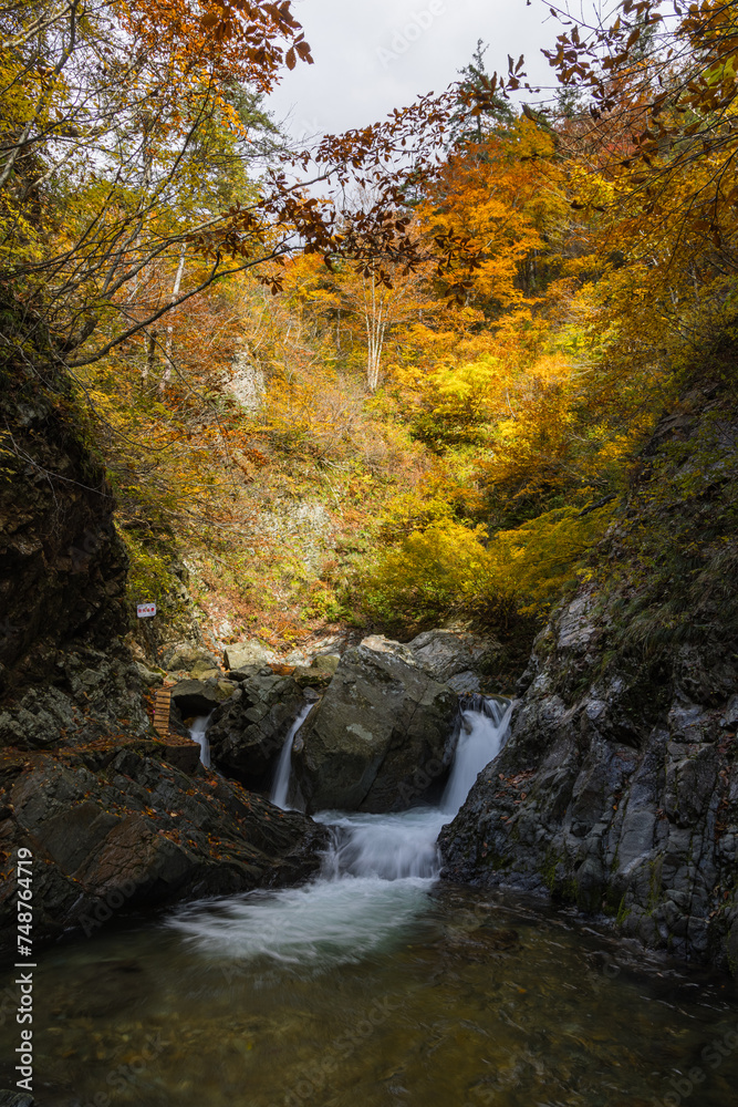 Obraz premium 日本 青森県中津軽郡にある世界遺産、白神山地の暗門渓谷ルート沿いの暗門川と紅葉