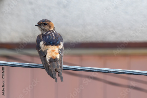 電線にとまるコシアカツバメ