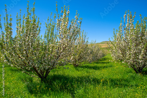 Blooming Orchard in Takab, West Azerbaijan, Iran photo