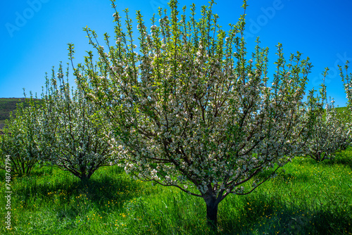 Vibrant Spring Blossom in Takab Orchard, West Azerbaijan, Iran photo