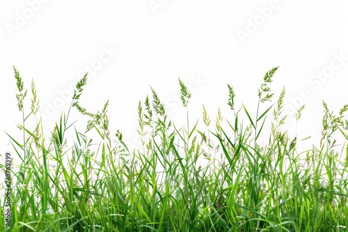 Isolated image of green color wild grasses on a white background