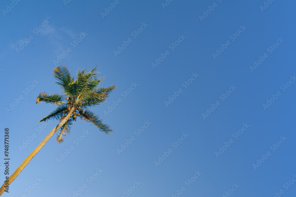 Fototapeta premium coconut tree on the beach with blue sky and space for text