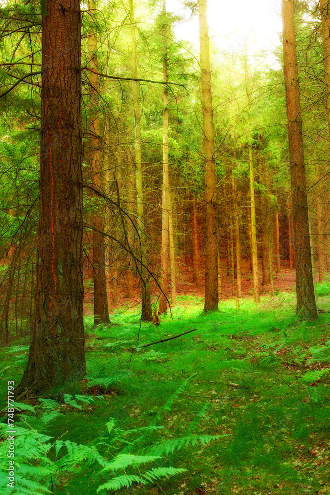 Fototapeta premium Agriculture, nature and trees in outdoor forest for eco friendly, agro or ecology landscape. Plants, field and sustainable green environment with leaves, branches and path in woods in countryside.