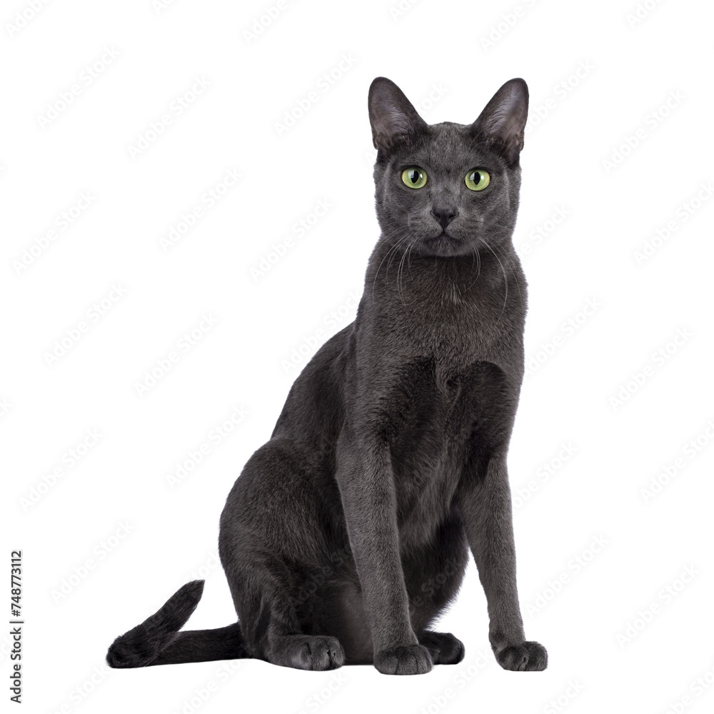 Male Korat cat, sitting up facing front. Looking towards camera with green eyes. Isolated cutout on a transparent background.