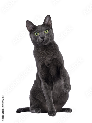 Male Korat cat, sitting up facing front. Paw playful lifted. Looking towards camera with green eyes. Isolated cutout on a transparent background.
