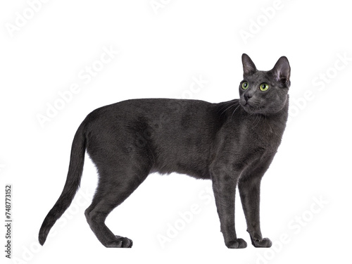 Male Korat cat  standing side ways. Looking backwards over shoulder with green eyes. Isolated cutout on a transparent background.