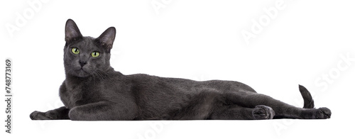 Male Korat cat, laying down side ways. Looking towards camera with green eyes. Isolated cutout on a transparent background.