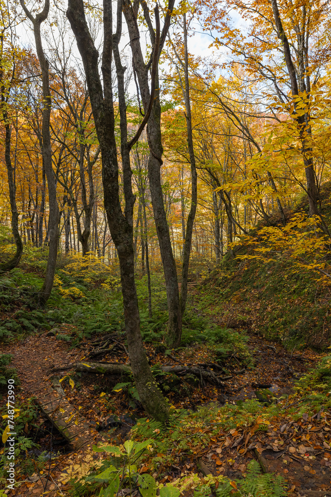 日本　青森県中津軽郡の白神山地にある世界遺産の径、ブナ林散策道の風景と紅葉