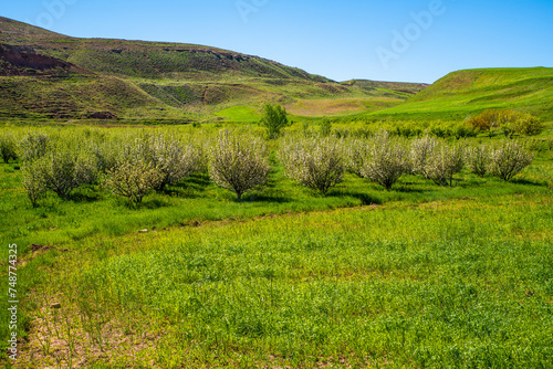 Blossoming Almond Trees in Springtime, Takab, West Azerbaijan Province, Iran photo