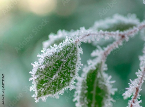 Frozen leaves closeup. Nature background. © D'Arcangelo Stock