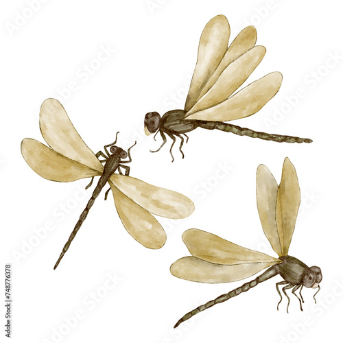 Set of dragonflies with yellow wings
