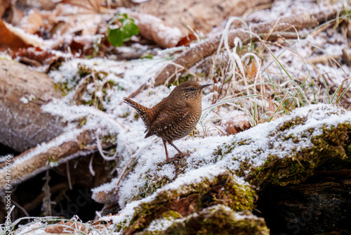 雪とミソサザイ　北海道の冬の野鳥