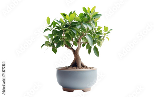 A small tree planted in a blue pot. The trees leaves and branches stand out vividly against the stark white backdrop, creating a simple and minimalist aesthetic.