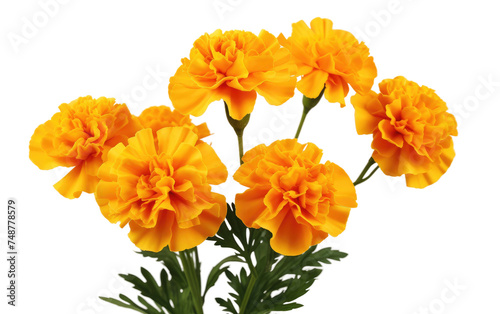 A collection of vibrant yellow flowers displayed neatly in a glass vase, adding a pop of color to the room. The flowers are various size and shade of yellow, creating a visually appealing arrangement.