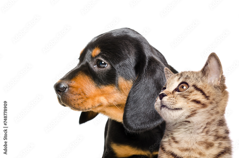 Portrait of a Slovakian Hound puppy and a Scottish Straight kitten, closeup, side view, isolated on a white background Portrait of a Slovakian Hound puppy and a Scottish Straight kitten, closeup, side view, isolated on a white background