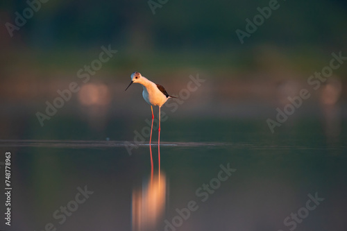 Canvas Print Black-winged Stilt searching for food in the pond