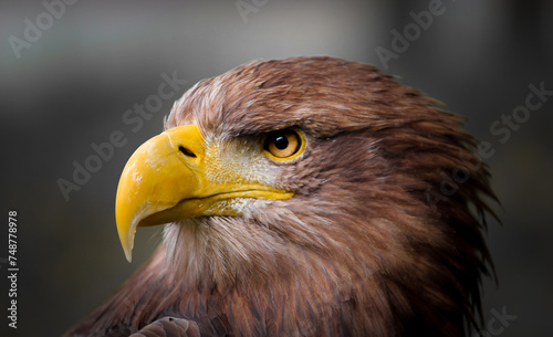 Nahaufnahme eines Steinadlers. Detailaufnahme schöner großer Greifvogel. Nahaufnahme eines Raubvogels der genau in die Kamera blickt.