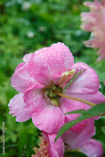 Pink peony flower in water drops in the garden.