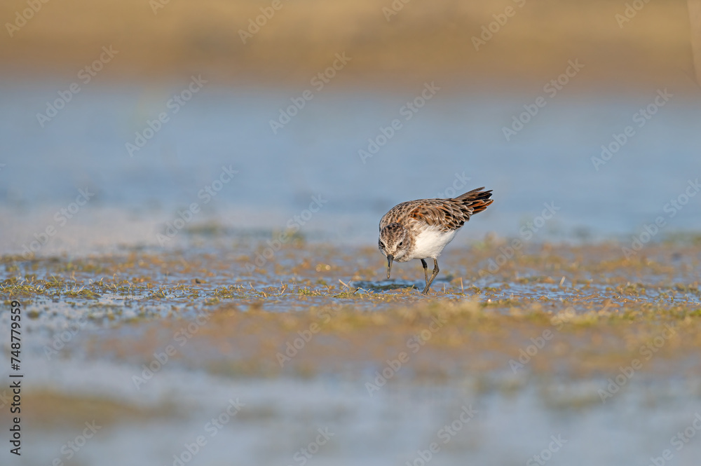 Little Stint (Calidris minuta) foraging in a small pond. Little Stint (Calidris minuta) foraging in a small pond.