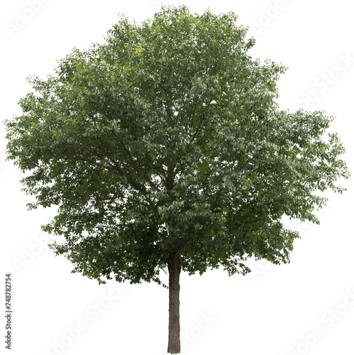Isolated single Autumn tree with clipping path and alpha channel on a transparent picture background. Suitable for all types of art work and print in Photoshop. Tropical   Deciduous Vegetation.