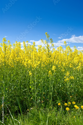 Sky, field or environment with grass for flowers, agro farming or sustainable growth in nature. Background, yellow canola plants or landscape of meadow, lawn or natural pasture for crops and ecology