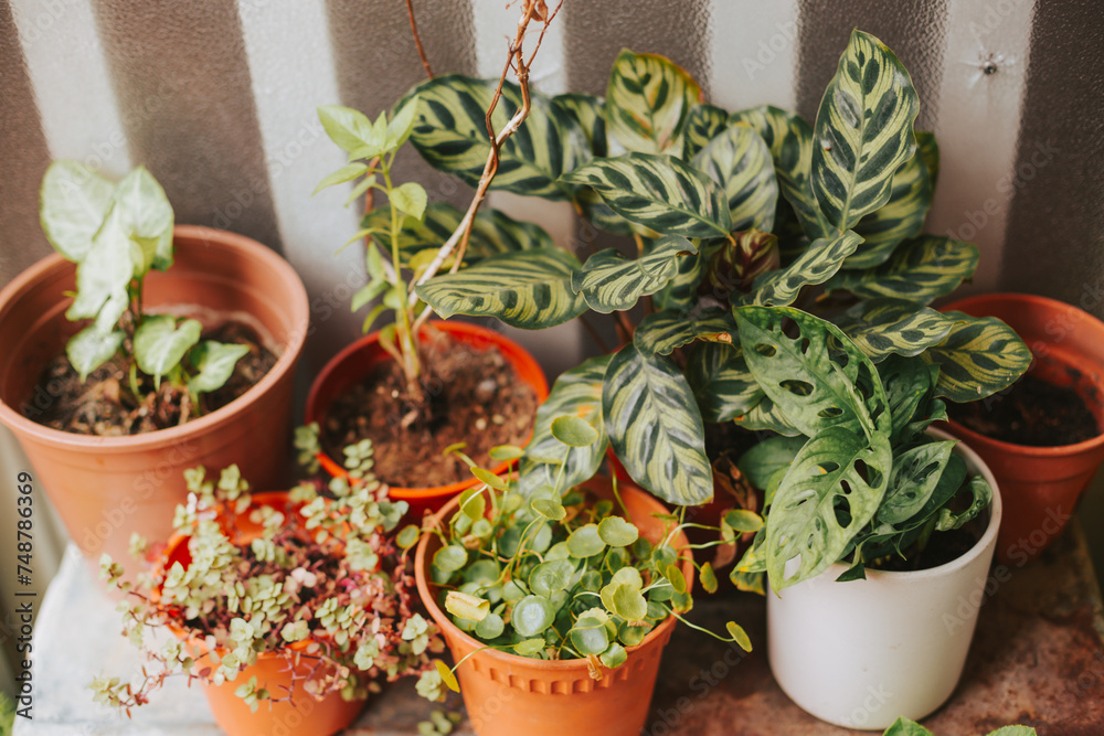 Beautiful different green plants in pots. Concept of care and care of flowers. Beautiful different green plants in pots. Concept of care and care of flowers.