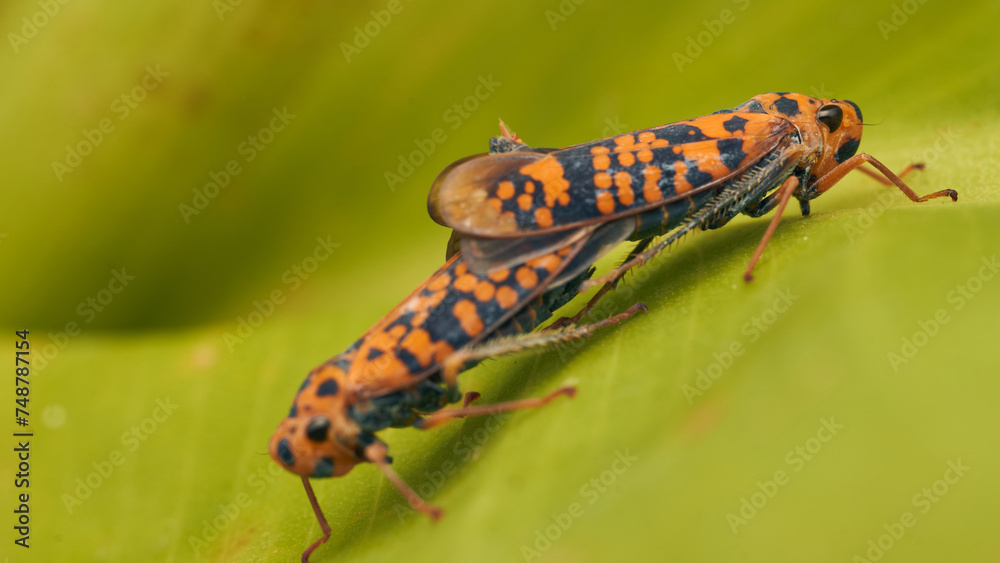 Two orange leafhopper mating on a green leaf Two orange leafhopper mating on a green leaf