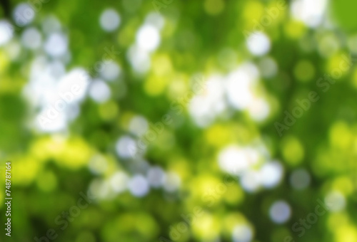Green blurred sparkling summer forest canopy bokeh background