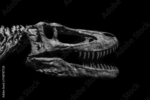 T rex skull bone close up black and white.